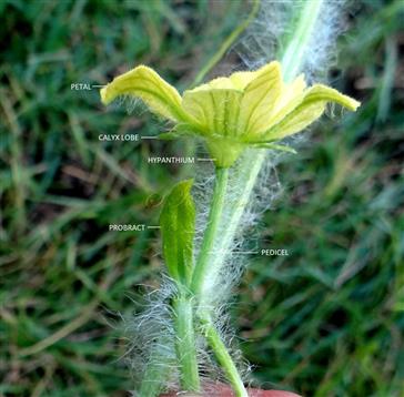  Male Flower